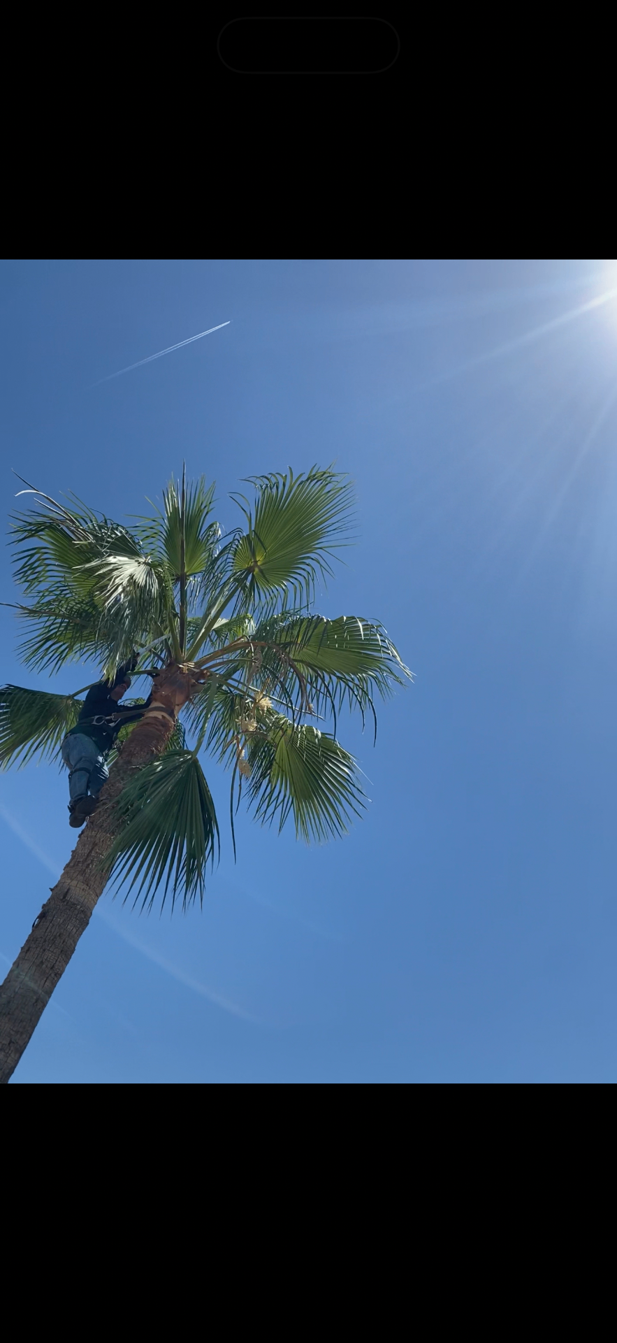 Tree & Palm Trimming